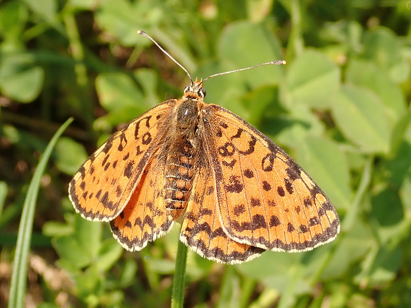 Melitaea didyma strana?